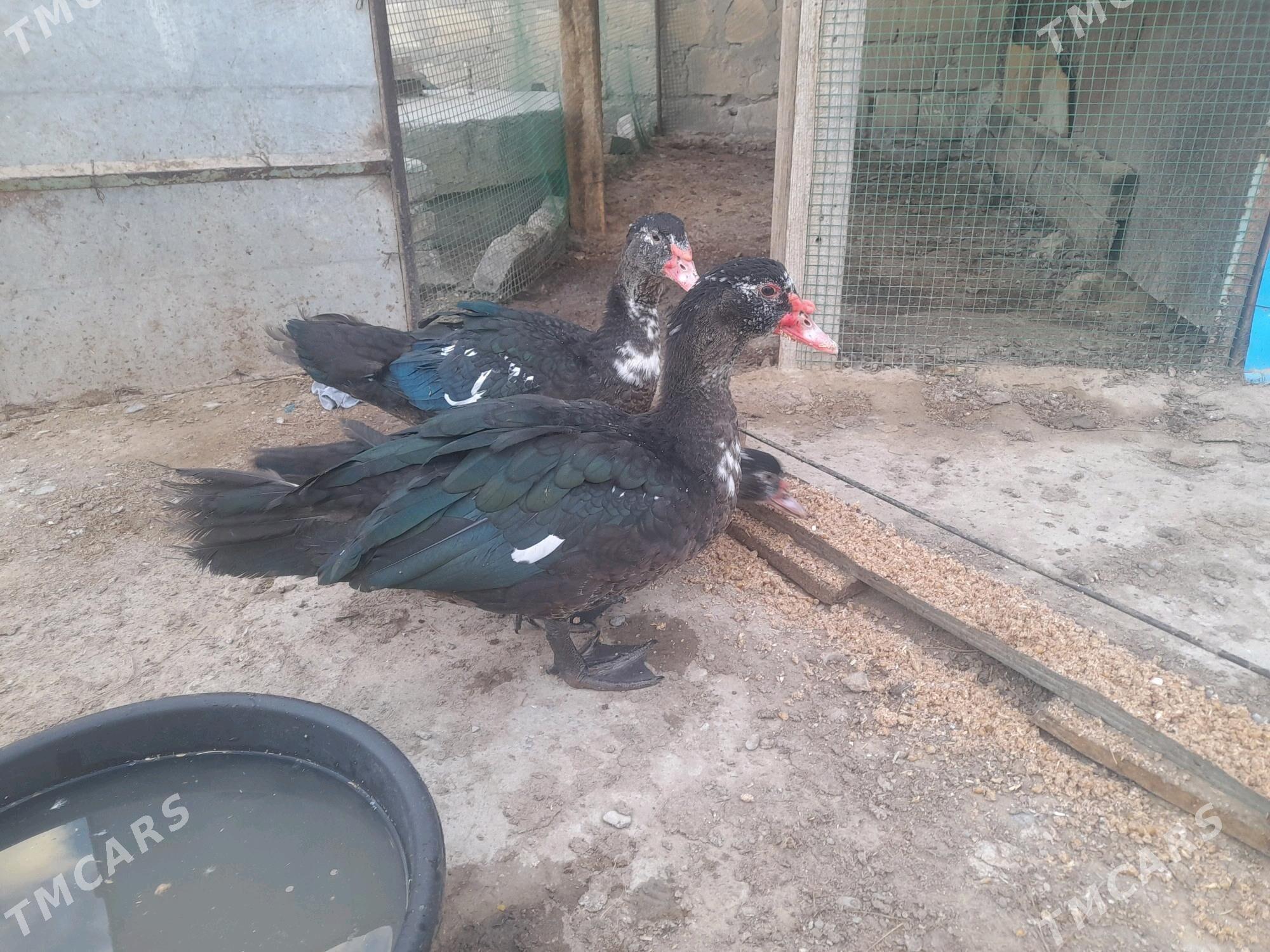 Ördek - Gyzylarbat - img 3