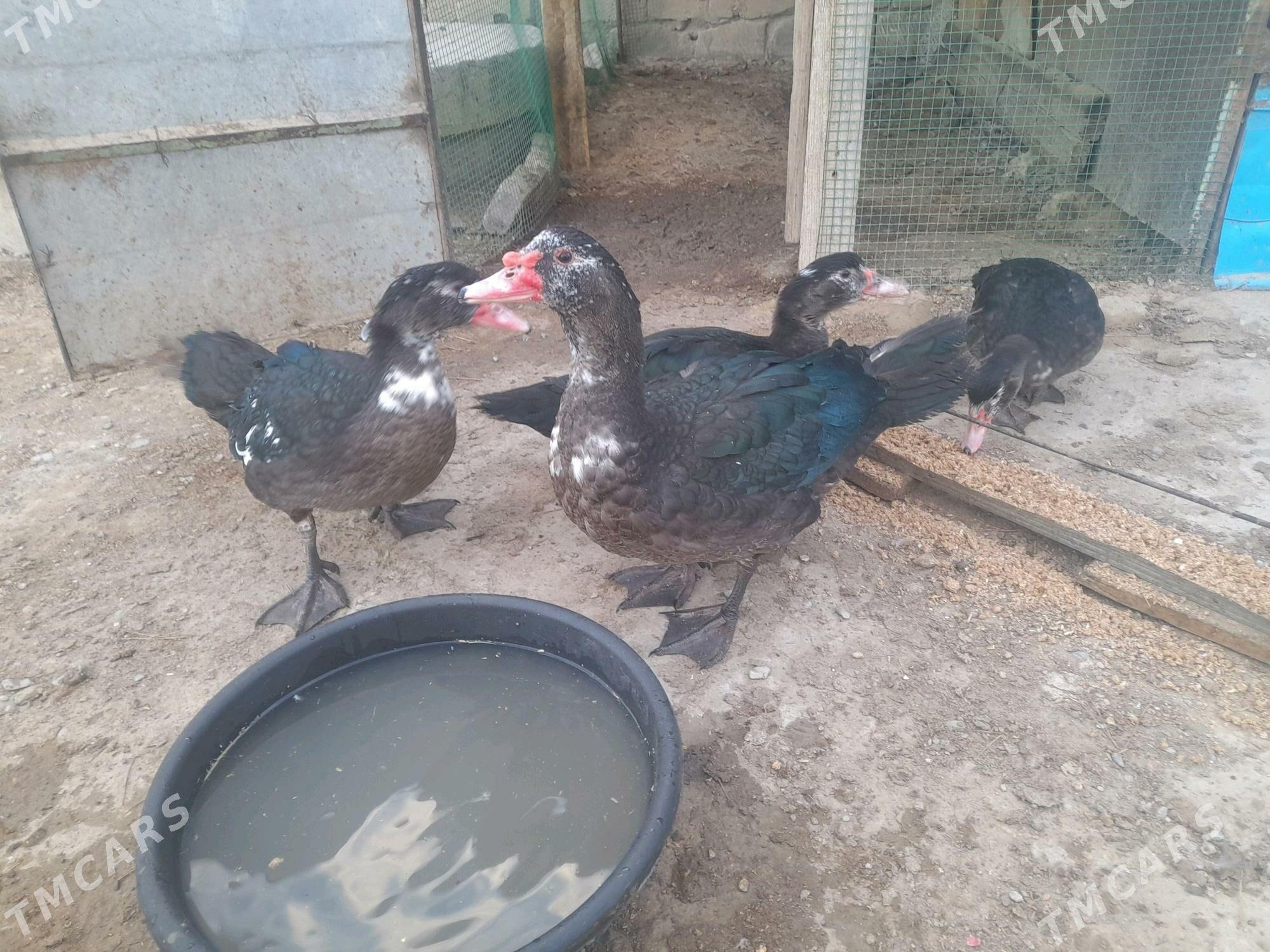 Ördek - Gyzylarbat - img 1