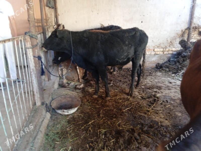 7 sany öküz - Türkmenabat - img 3