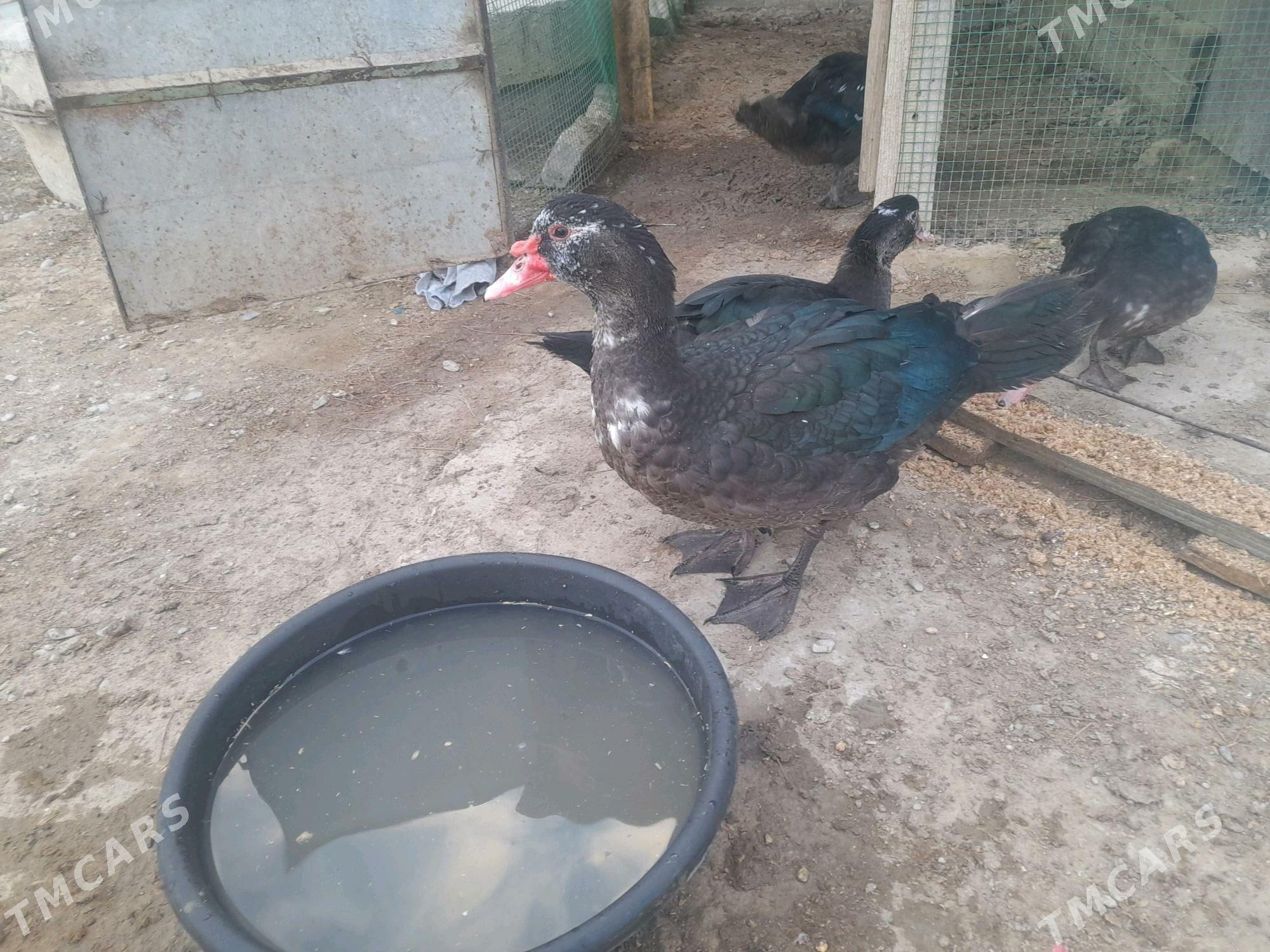 Ördek - Gyzylarbat - img 2