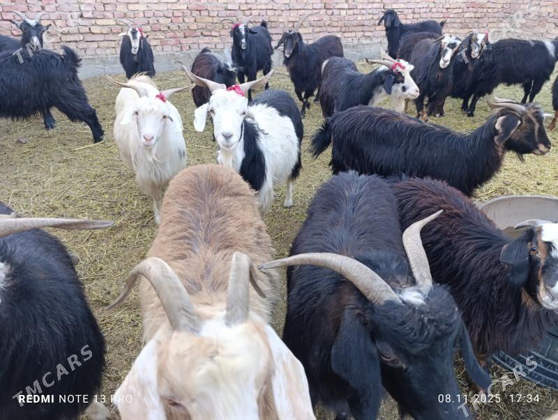 Geçi - Bäherden - img 1