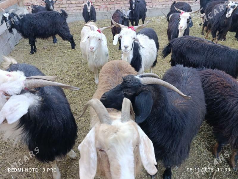 Geçi - Bäherden - img 2