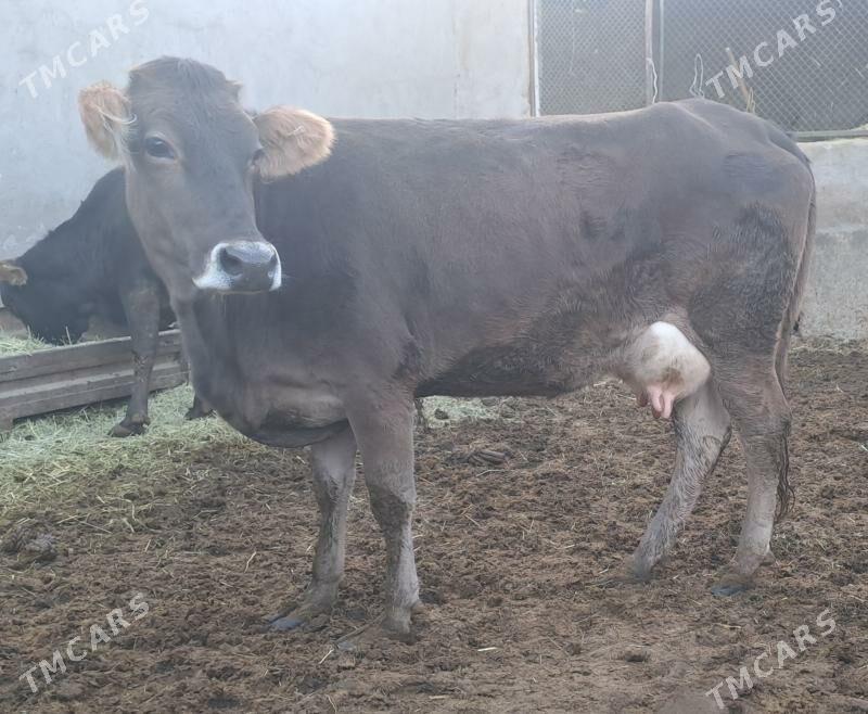 SYGYR - Bäherden - img 3