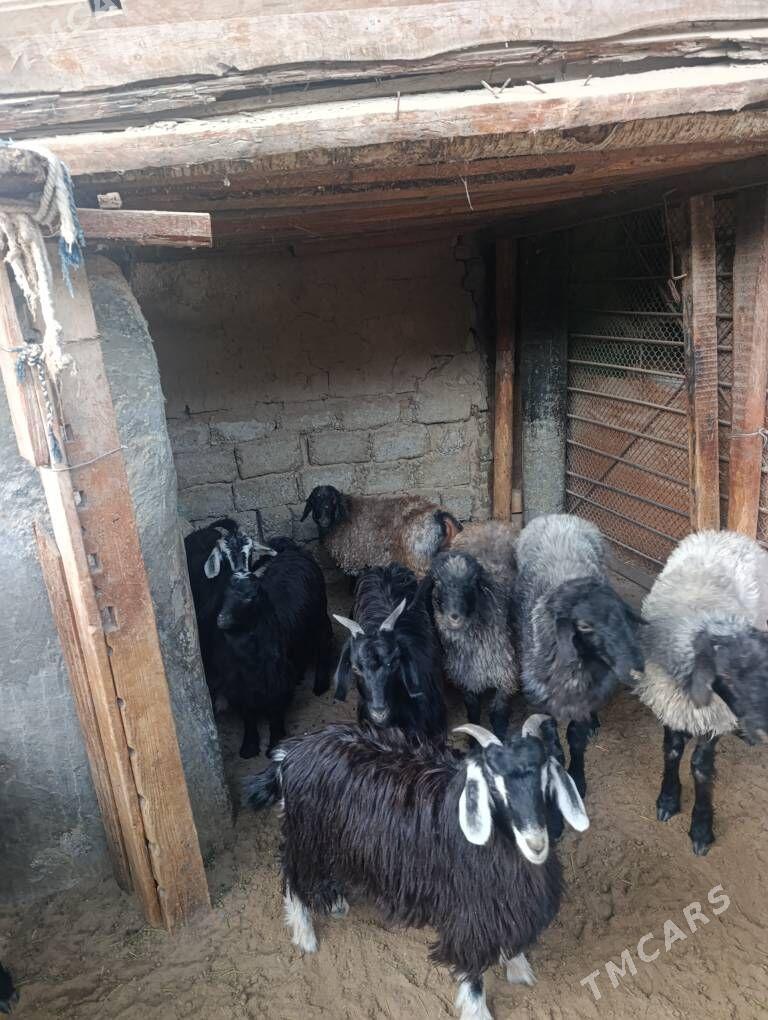 ÇEWİŞ - Hitrowka - img 4