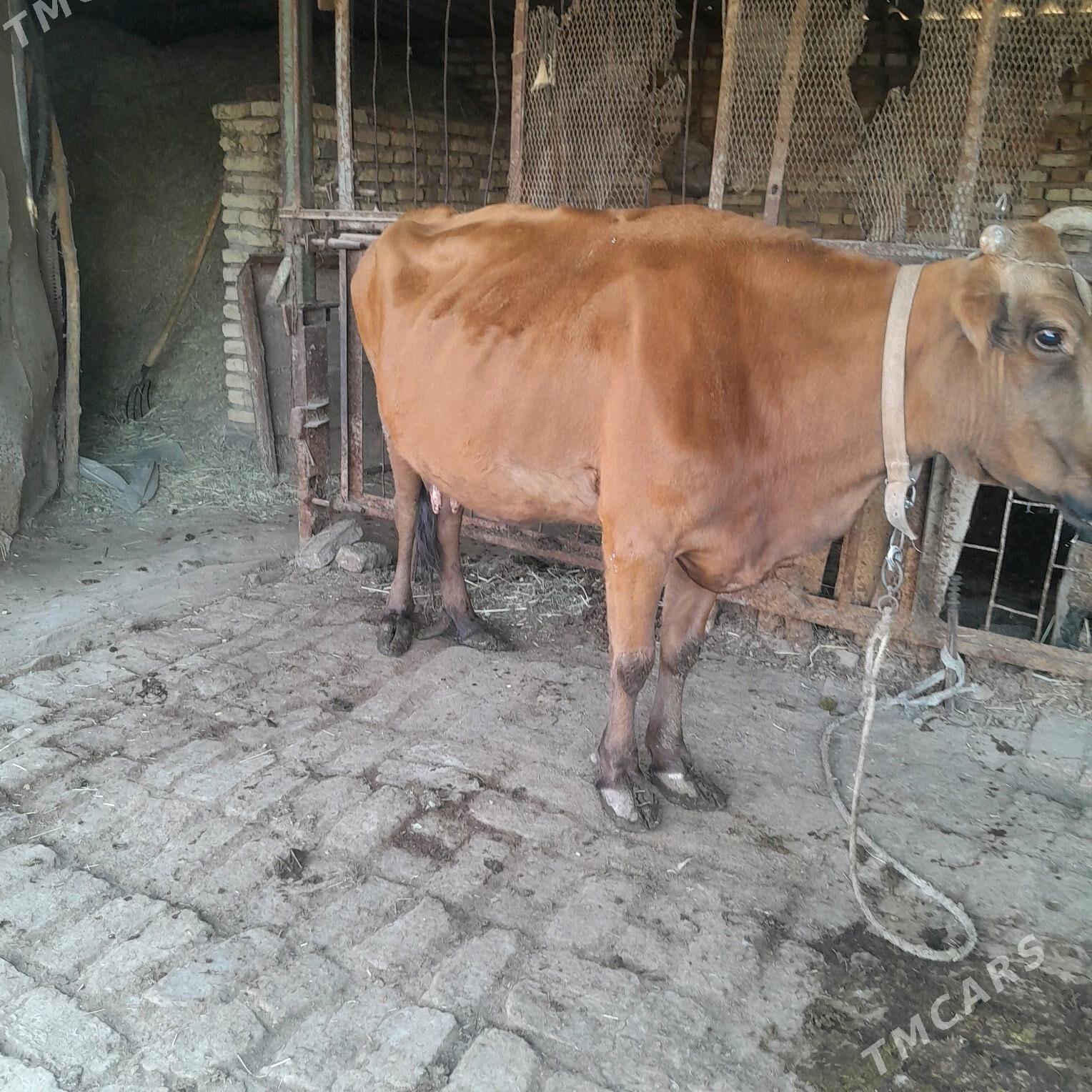 gysyr sygyr - Мары - img 3