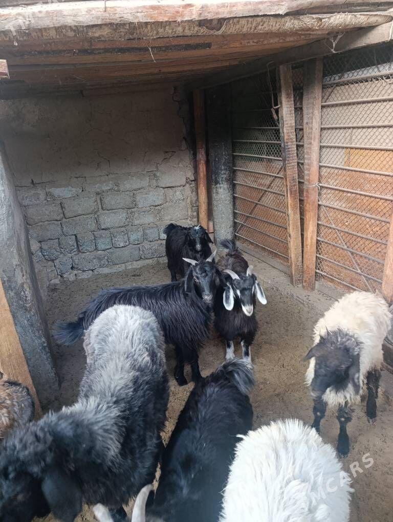 ÇEWİŞ - Hitrowka - img 3