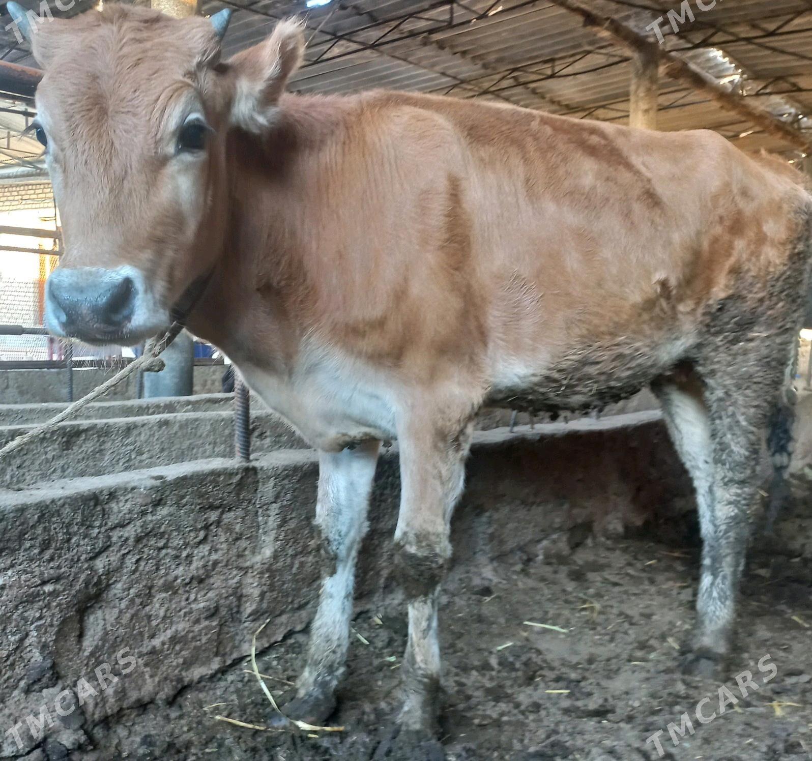 tuwe - Яшлык - img 3