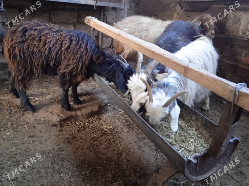 Çewiş - Balkanabat - img 2