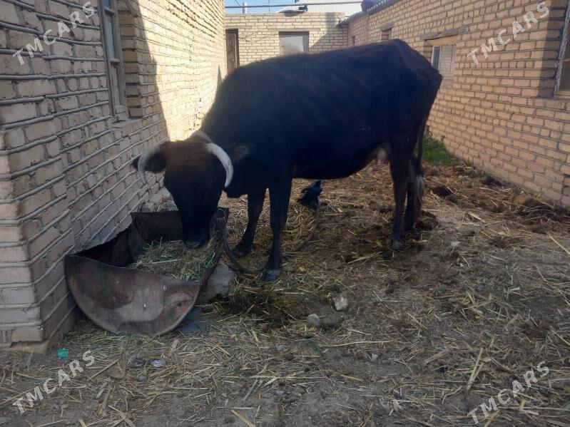 goleli sygyr - Векильбазар - img 3