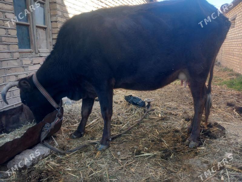 goleli sygyr - Векильбазар - img 1