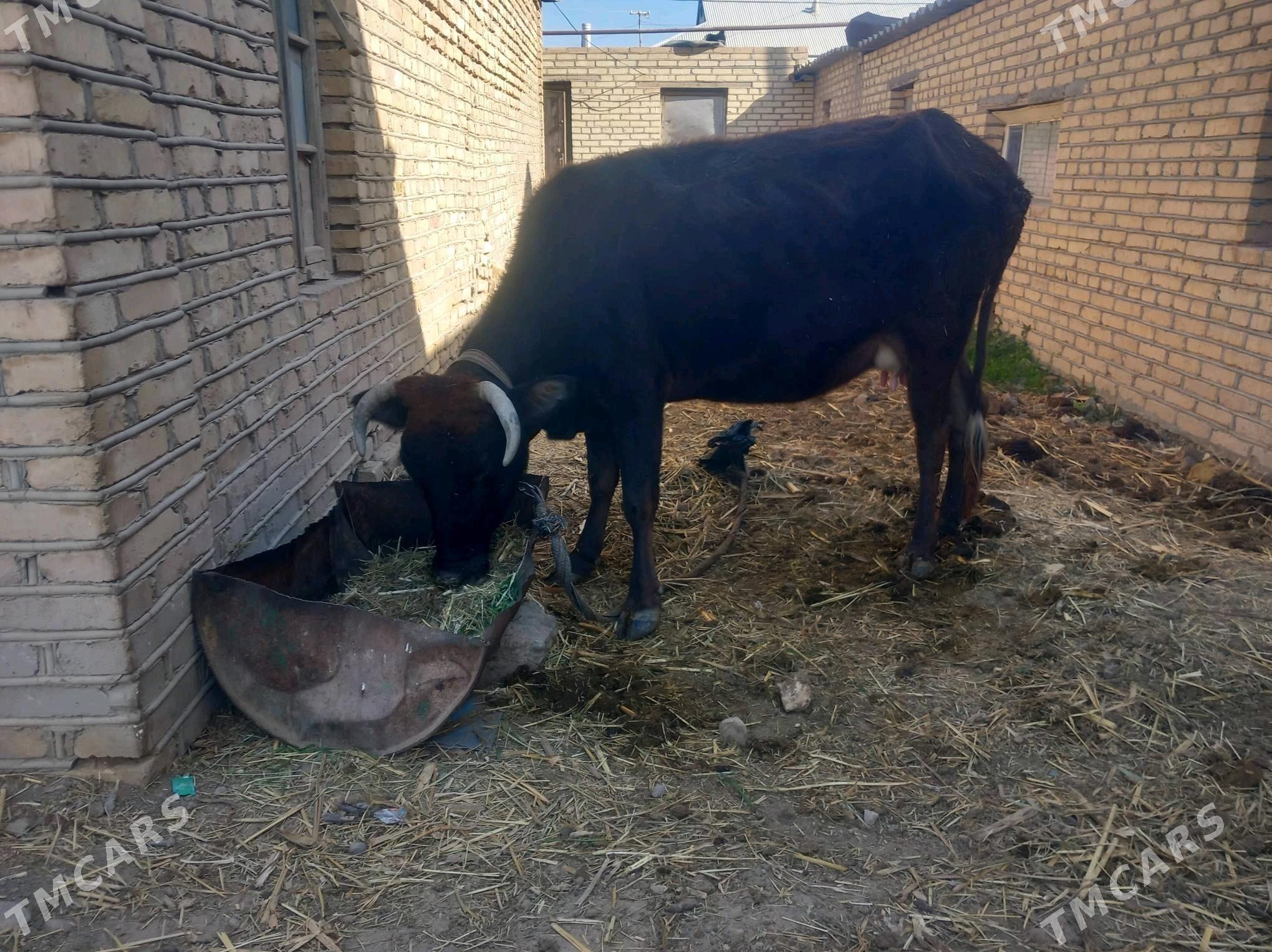 goleli sygyr - Векильбазар - img 2