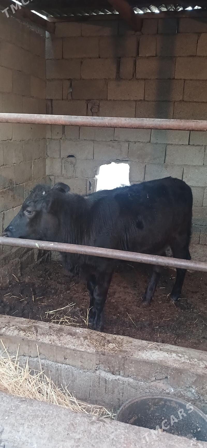 Gybryt  tüwe - Чоганлы - img 2