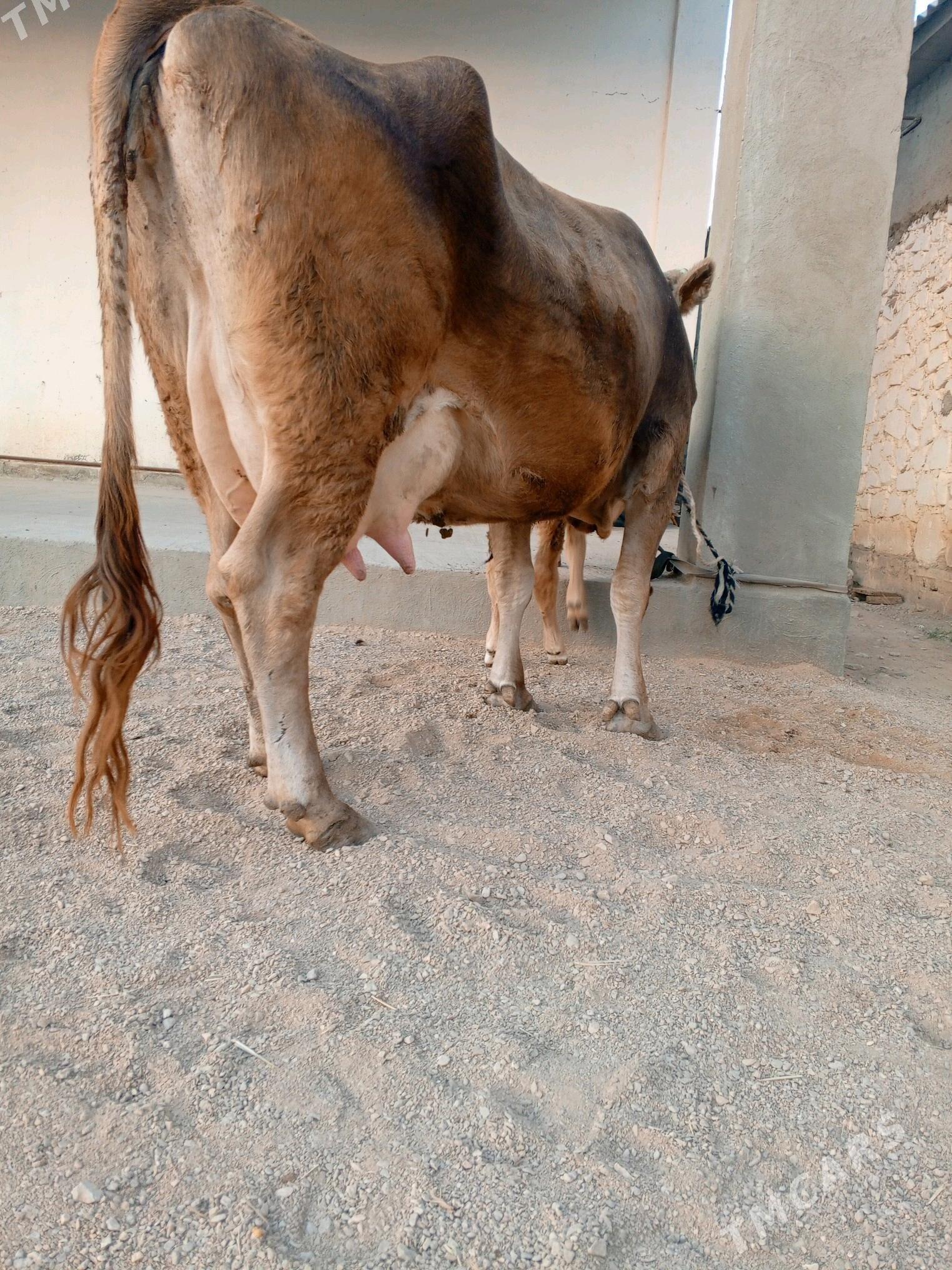 goleli sygyr - Balkanabat - img 4