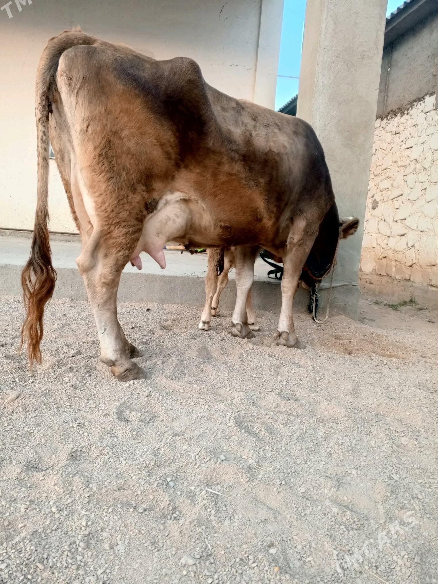 goleli sygyr - Balkanabat - img 7