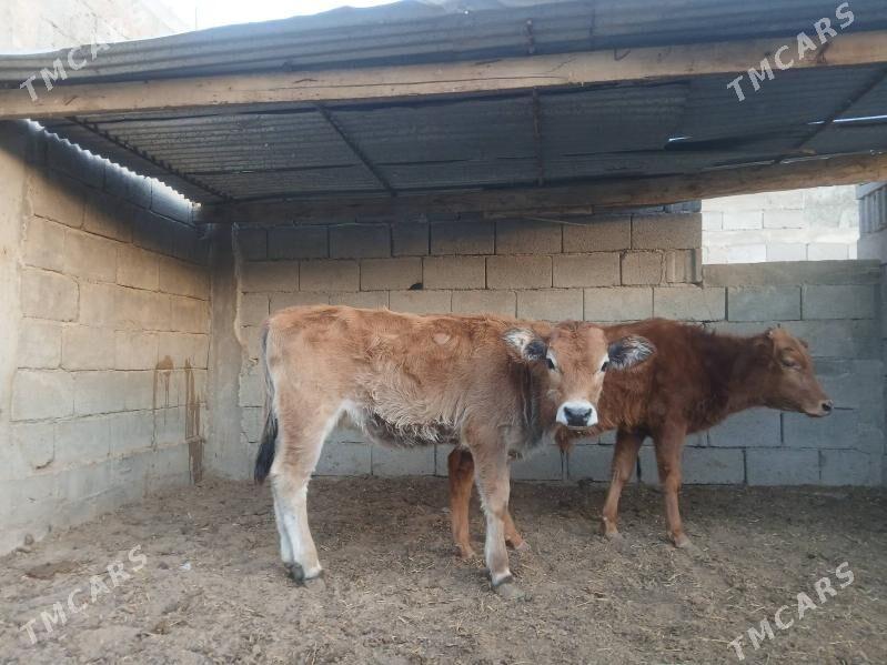 Şwes tüwe - Aşgabat - img 3