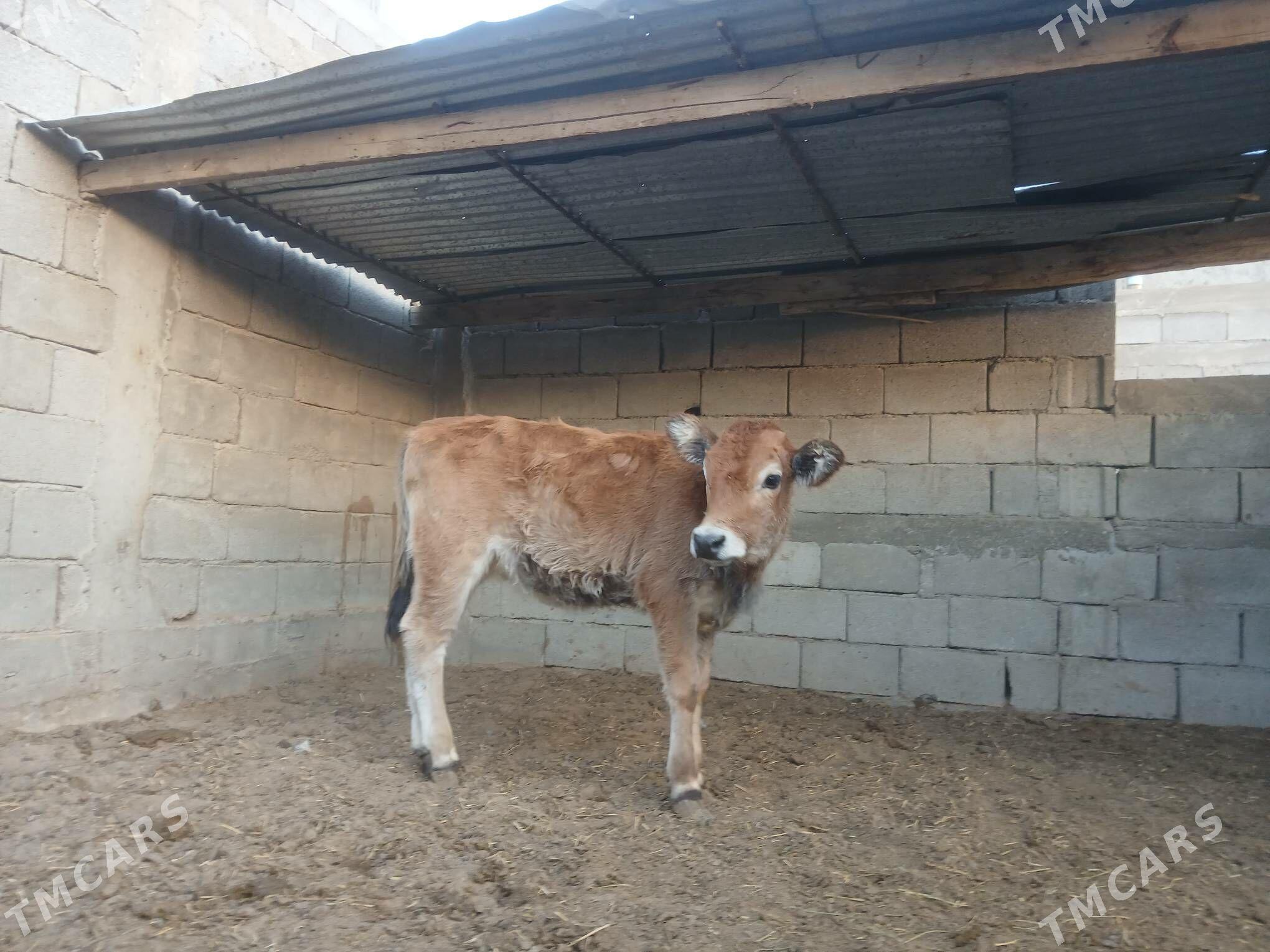 Şwes tüwe - Aşgabat - img 2