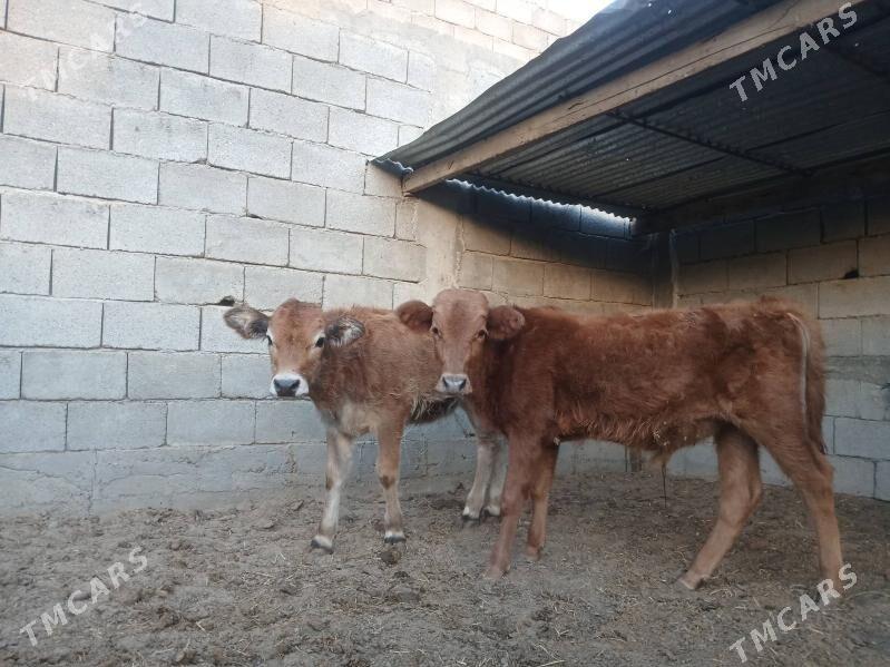 şwes öküz - Aşgabat - img 3