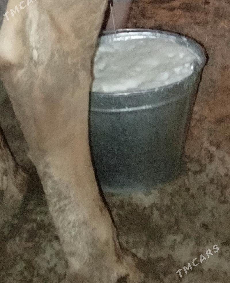 goleli sygyr - Balkanabat - img 9