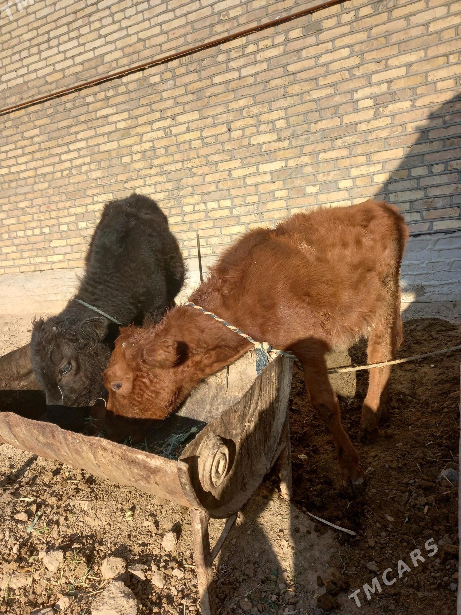 GOLELER - Mary - img 4