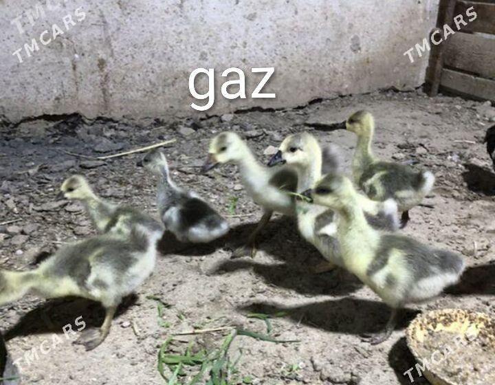 HER HILI PARODA JUYJE - Туркменабат - img 3