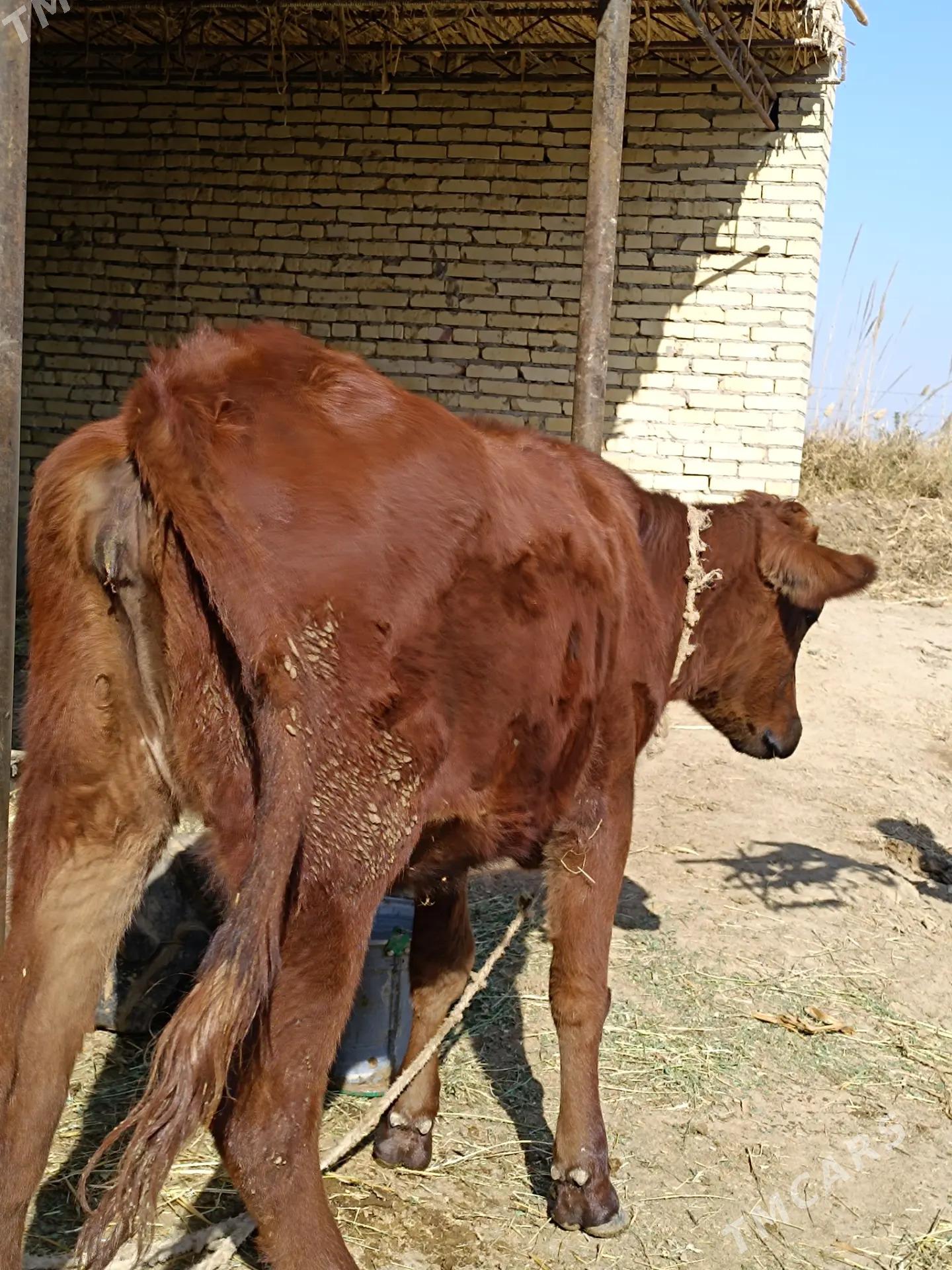 2 sany parodny unajyn  - Çärjew - img 4