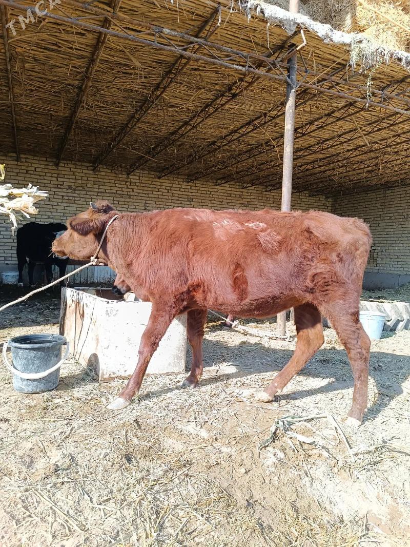 2 sany parodny unajyn  - Çärjew - img 7