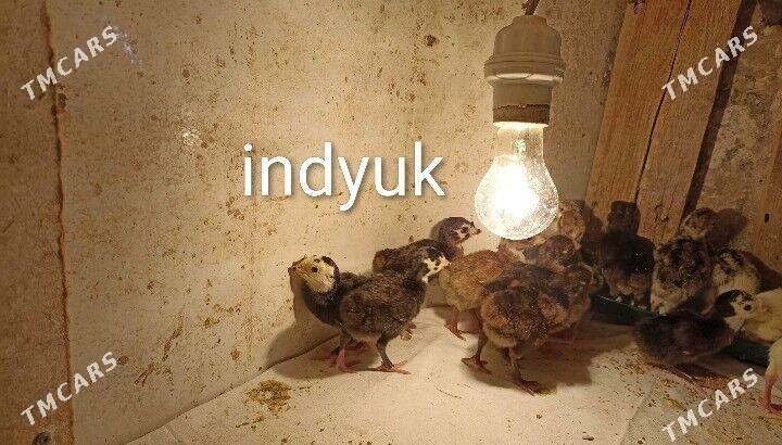 HER HILI PARODA JUYJE - Туркменабат - img 4