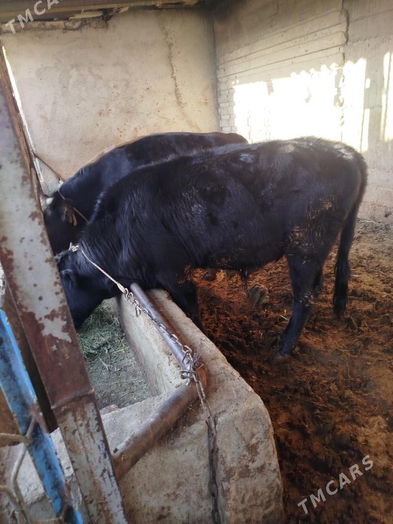 okuz - Gökje - img 2