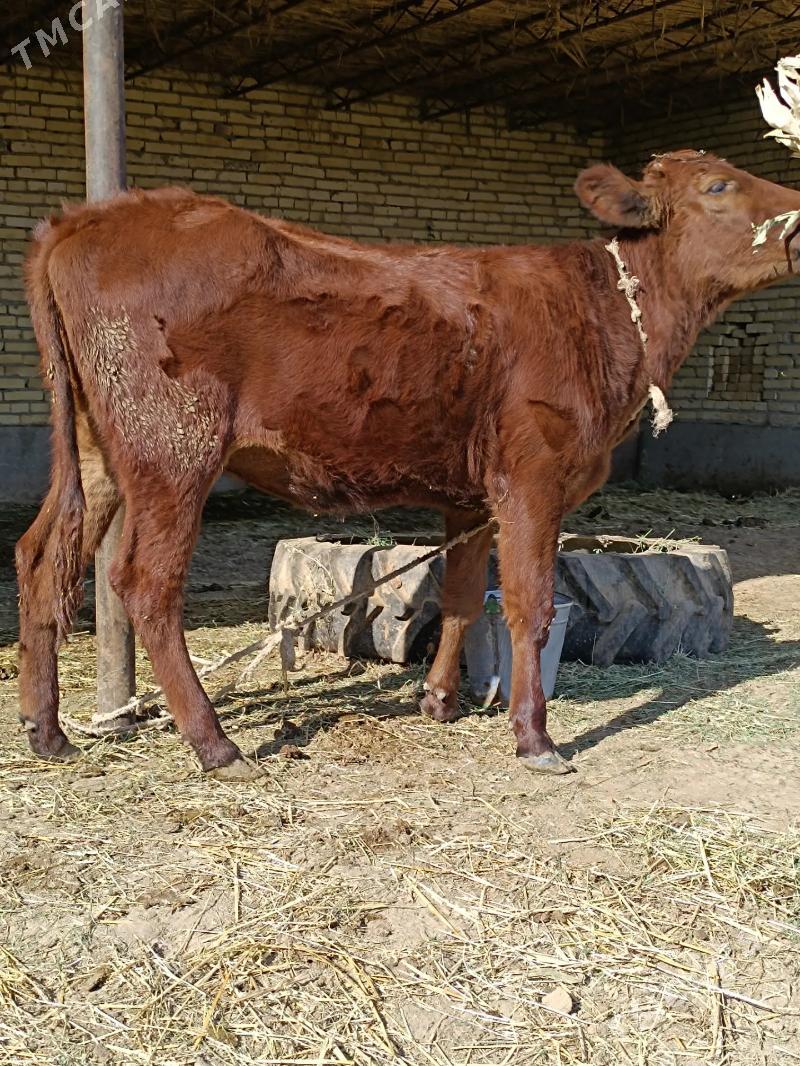 2 sany parodny unajyn  - Çärjew - img 5