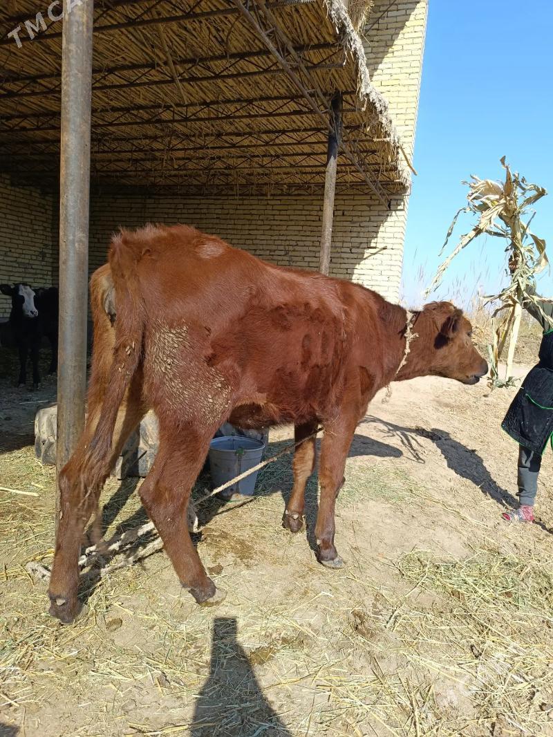 2 sany parodny unajyn  - Çärjew - img 3