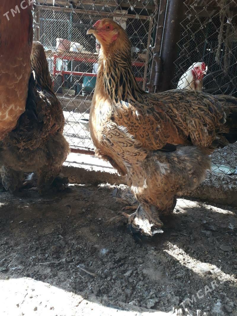 brama kurk - Балканабат - img 3