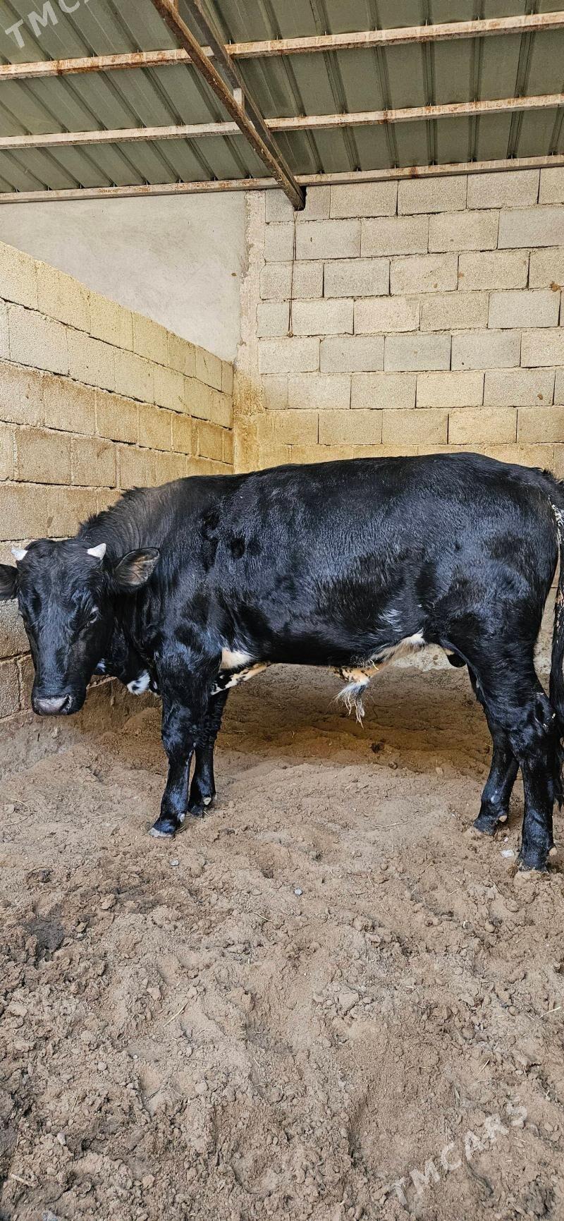 Öküz - Bagyr - img 2