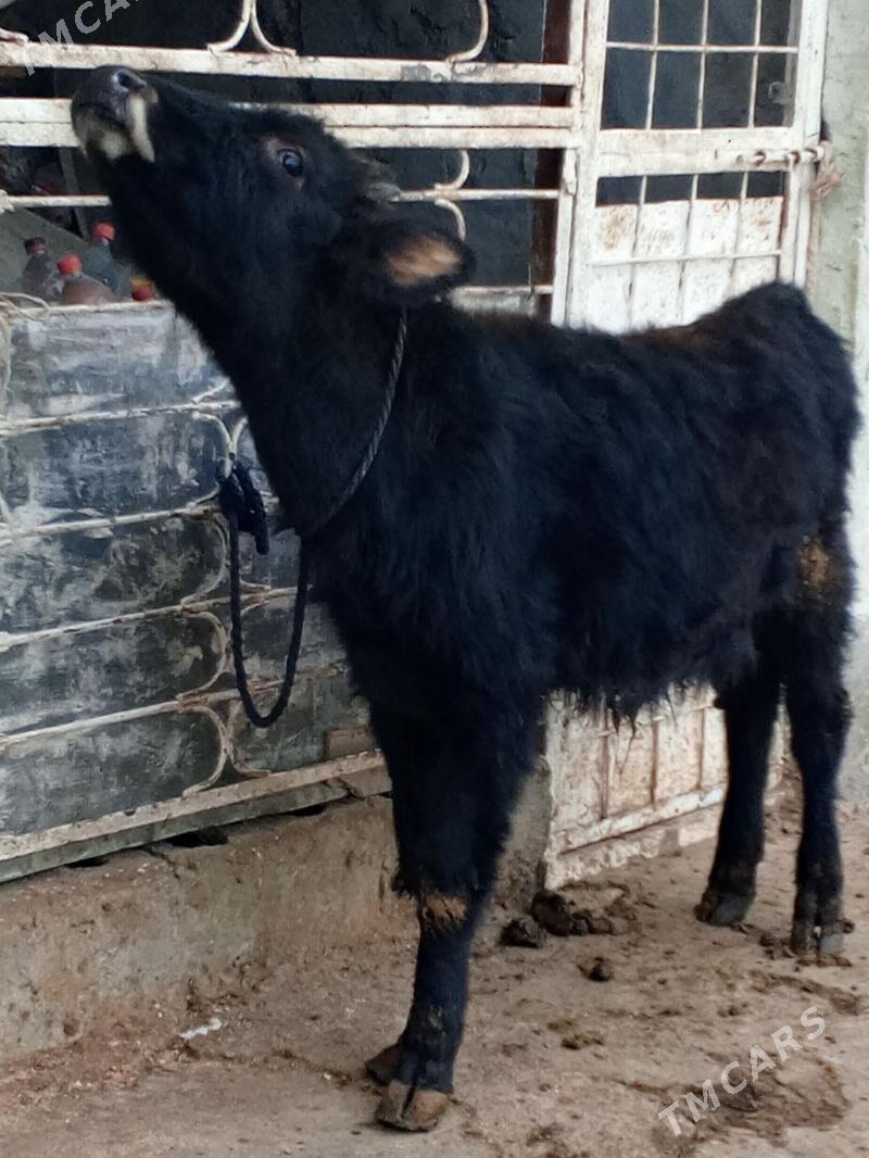 Okuz - Aşgabat - img 3