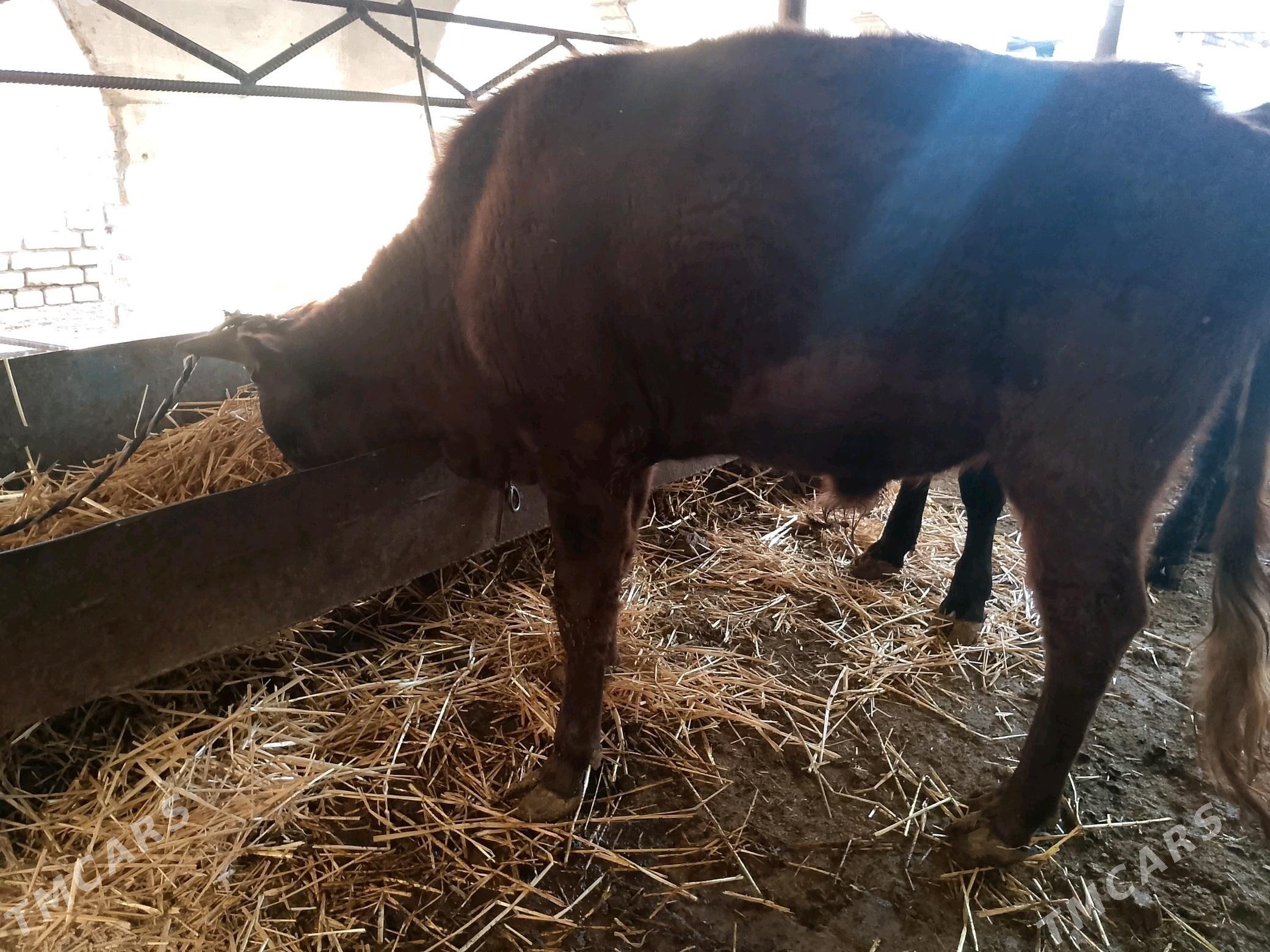 Okuzler - Türkmenabat - img 4