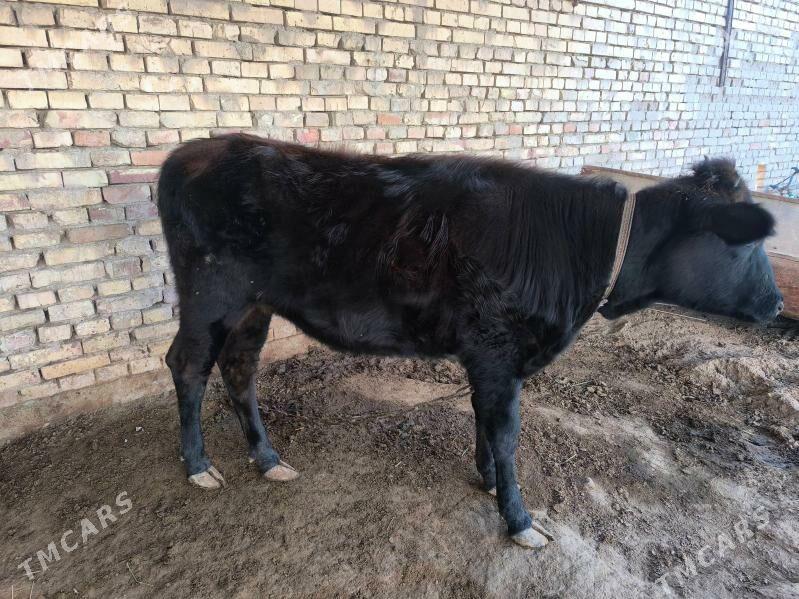 Gulajun göle - Mary - img 1