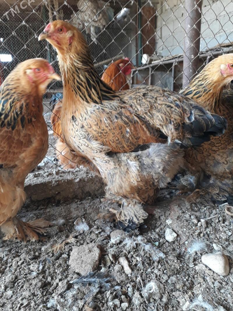 brama palwi 1 para - Balkanabat - img 5