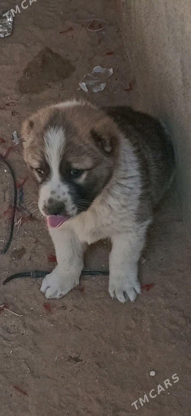 alabay - Бузмеин ГРЭС - img 2