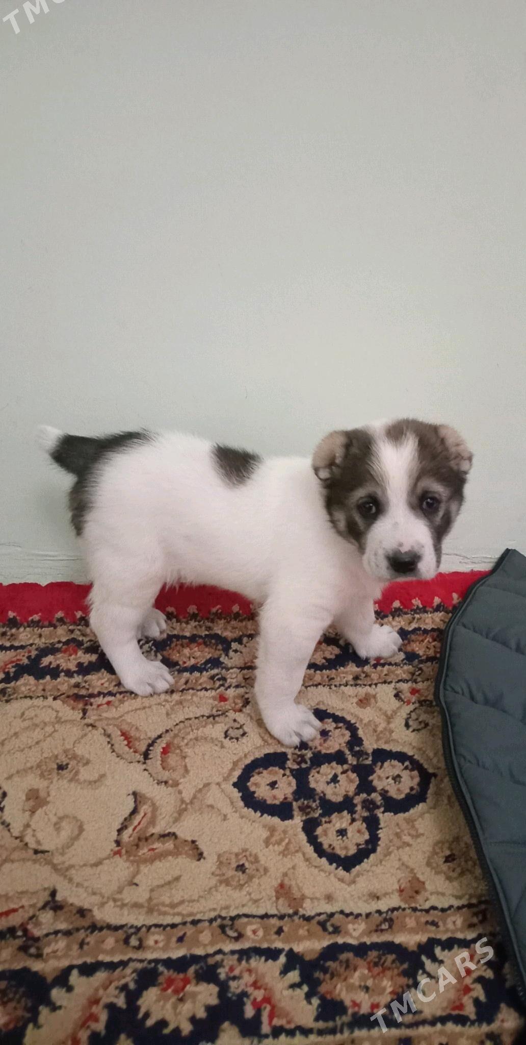 alabay - Бузмеин ГРЭС - img 3