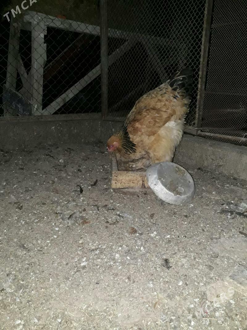 brama palwi 1 para - Balkanabat - img 1