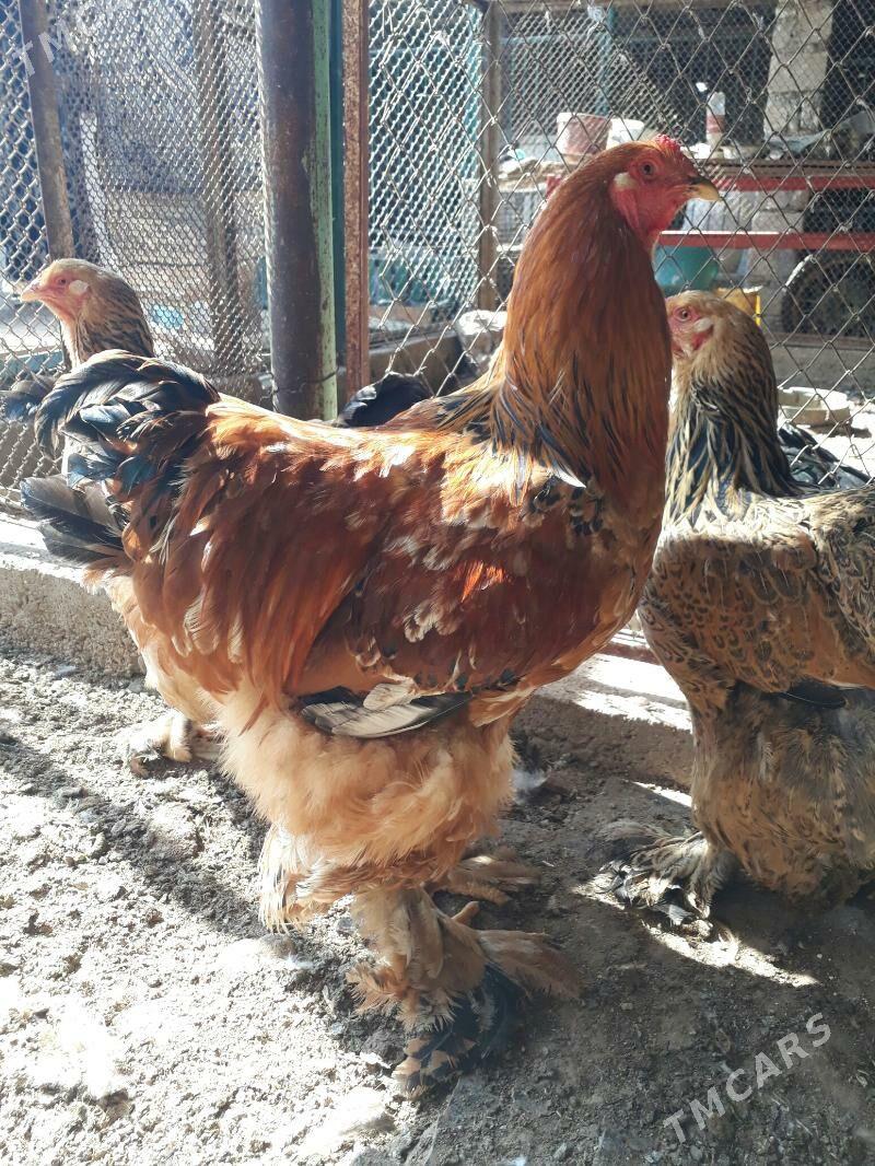 brama palwi 1 para - Balkanabat - img 4