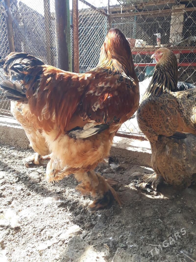 brama palwi 1 para - Balkanabat - img 6