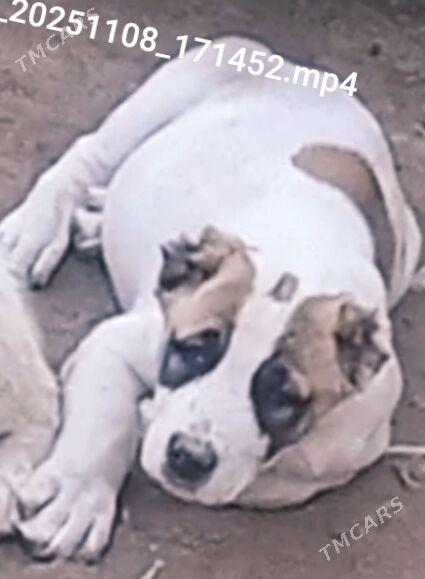 TKM Alaway - Ашхабад - img 1