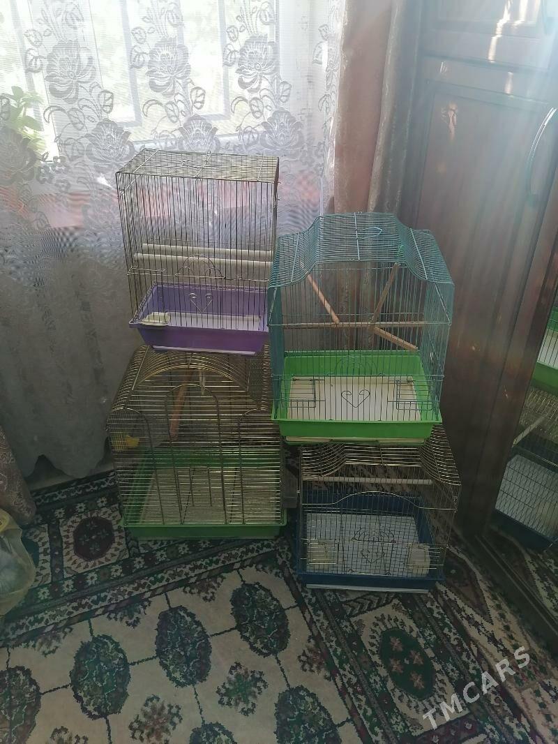 клетки - Ашхабад - img 1