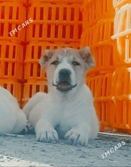 TKM Alaway - Ашхабад - img 3