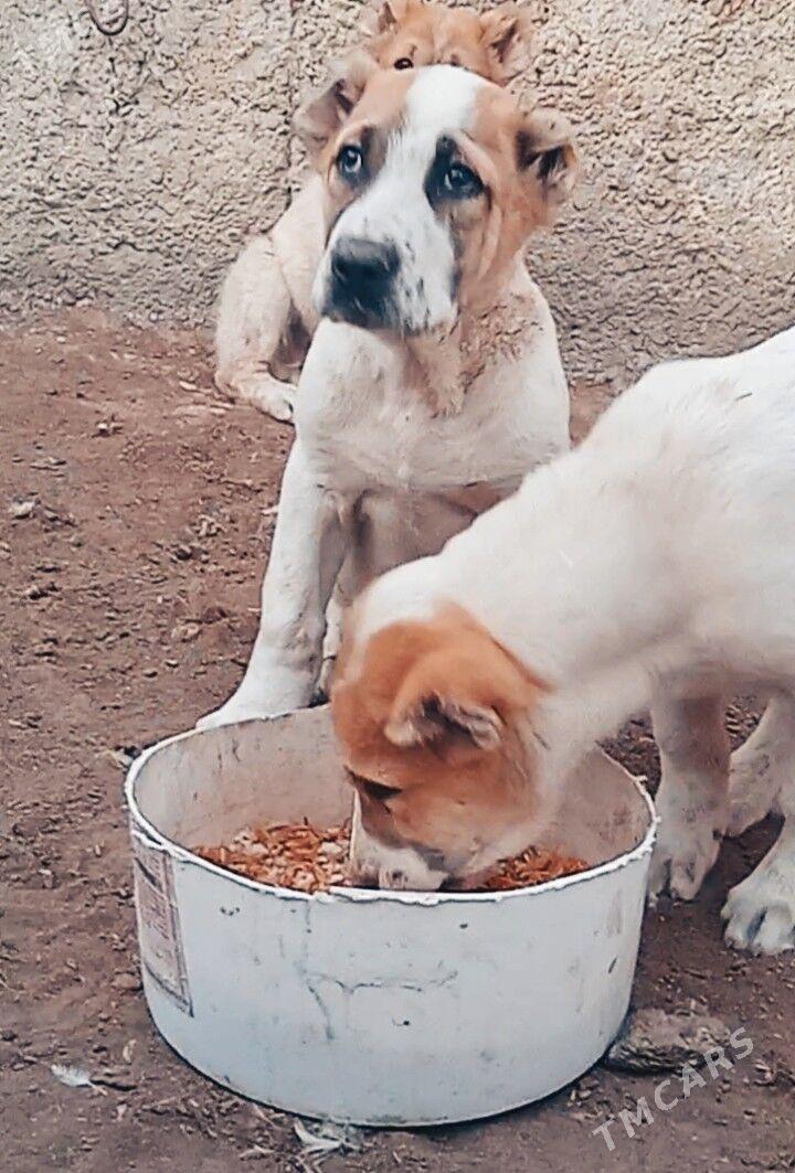 TKM Alaway - Ашхабад - img 2