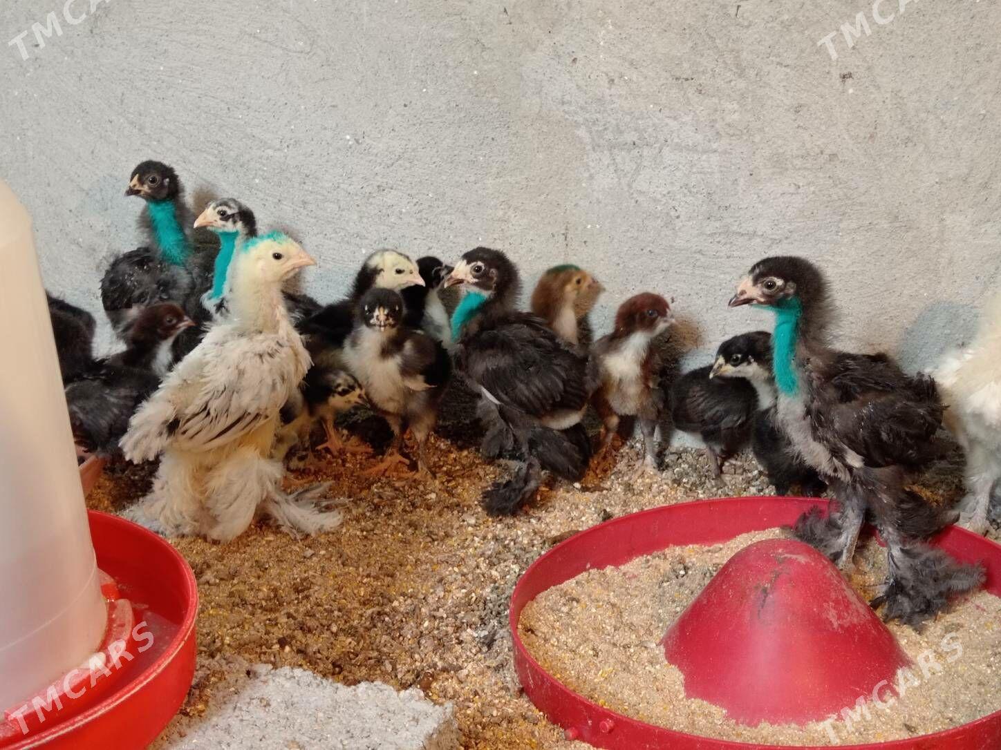 Brama jüýje - Büzmeýin - img 3