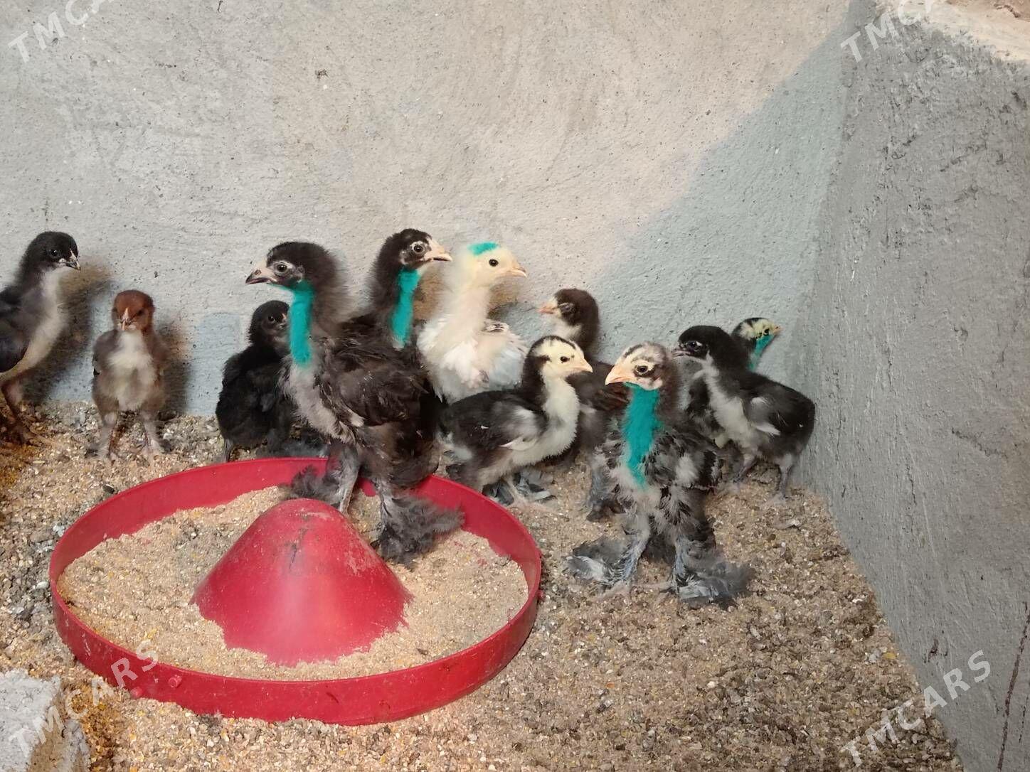 Brama jüýje - Büzmeýin - img 2