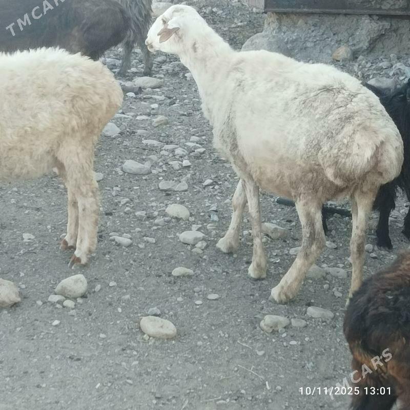 bogaz qisar goyun - Магданлы - img 3