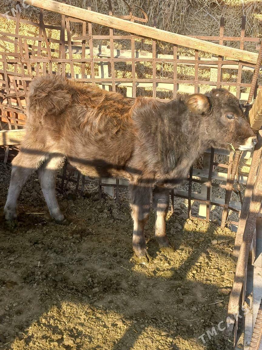 ÖKÜZÇE - Bäherden - img 4