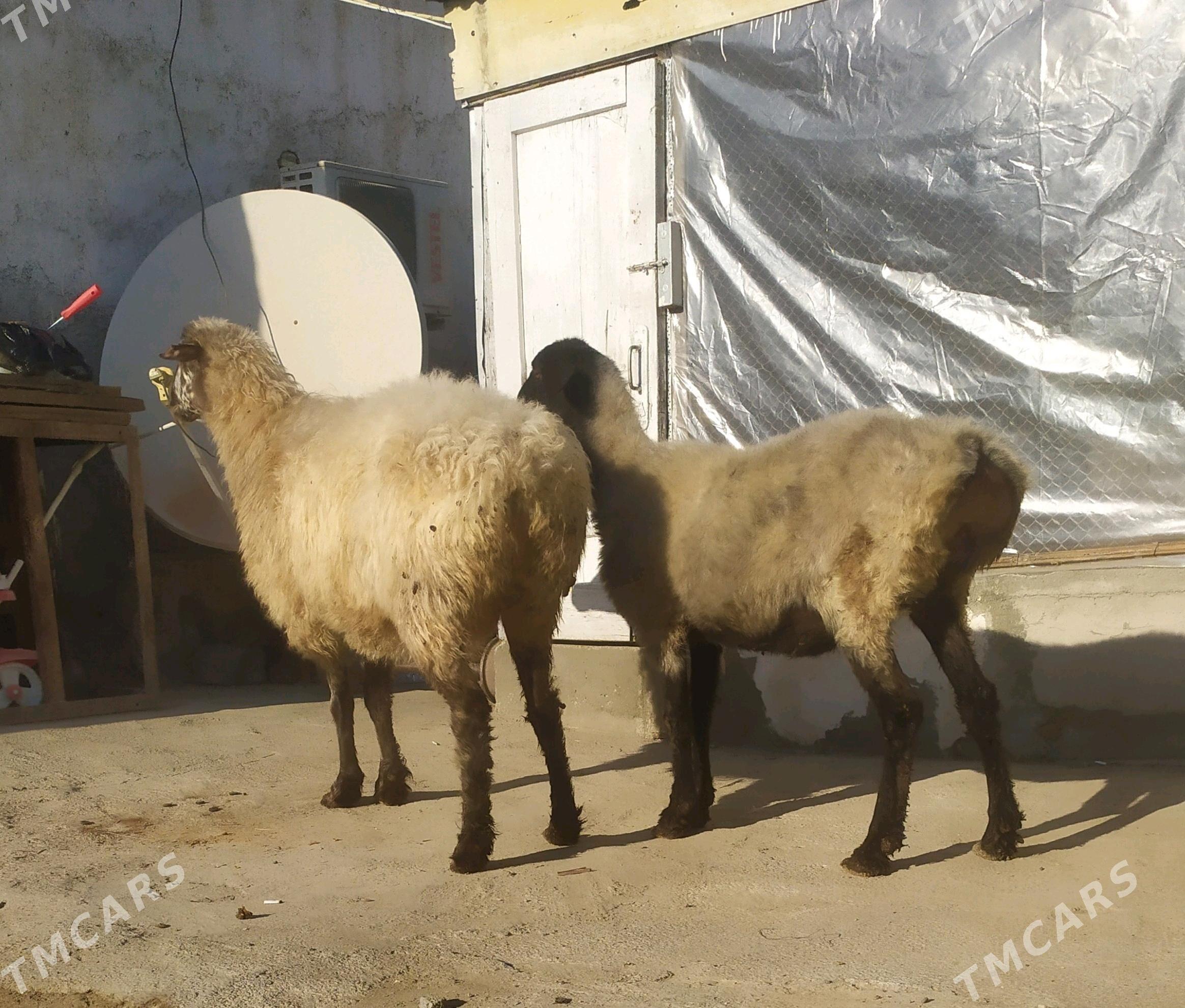 goyun - Ашхабад - img 5